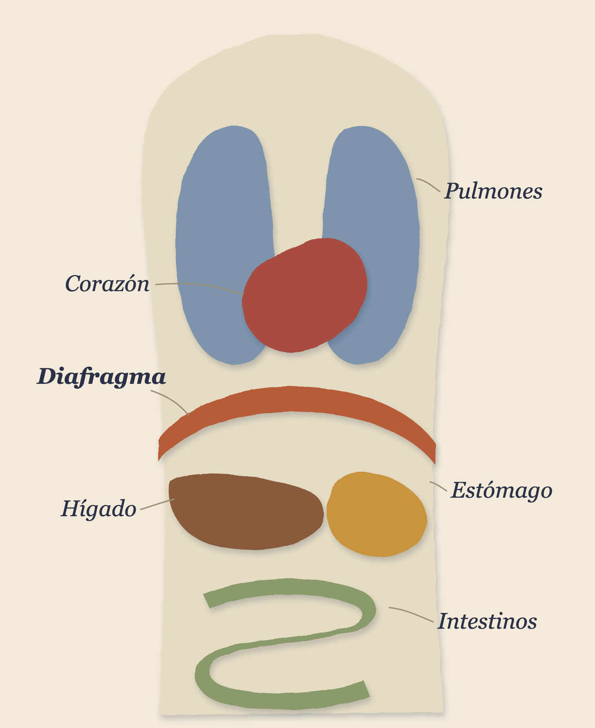 Ilustración del diafragma como un domo entre dos niveles del torso: arriba los pulmones y el corazón, abajo el hígado, el estómago y los intestinos.