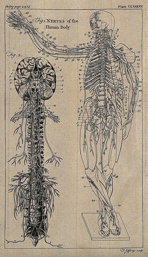 Grabado antiguo del sistema nervioso humano: el cerebro, la médula y la red de nervios que recorre todo el cuerpo.