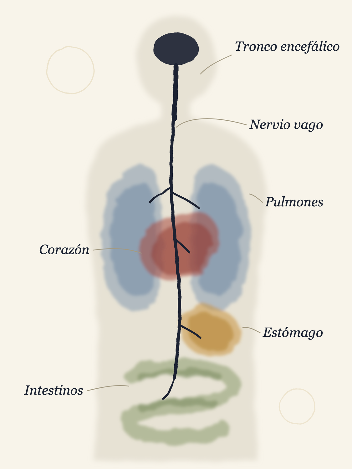 Ilustración del nervio vago: nace en el tronco encefálico y baja por el cuello repartiendo ramas hacia los pulmones, el corazón, el estómago y los intestinos.