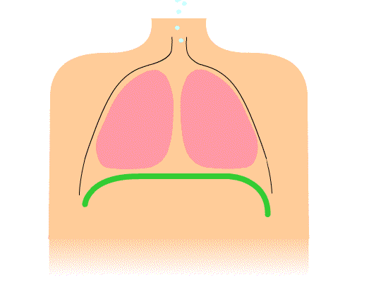 Animación del diafragma descendiendo durante la inhalación y ascendiendo durante la exhalación, con el movimiento correspondiente del abdomen.
