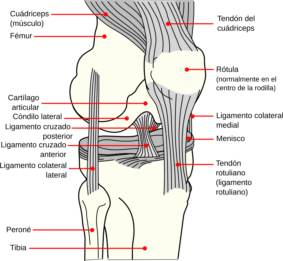 Diagrama de la rodilla por dentro: fémur, tibia, rótula, menisco y ligamentos, con etiquetas en español.