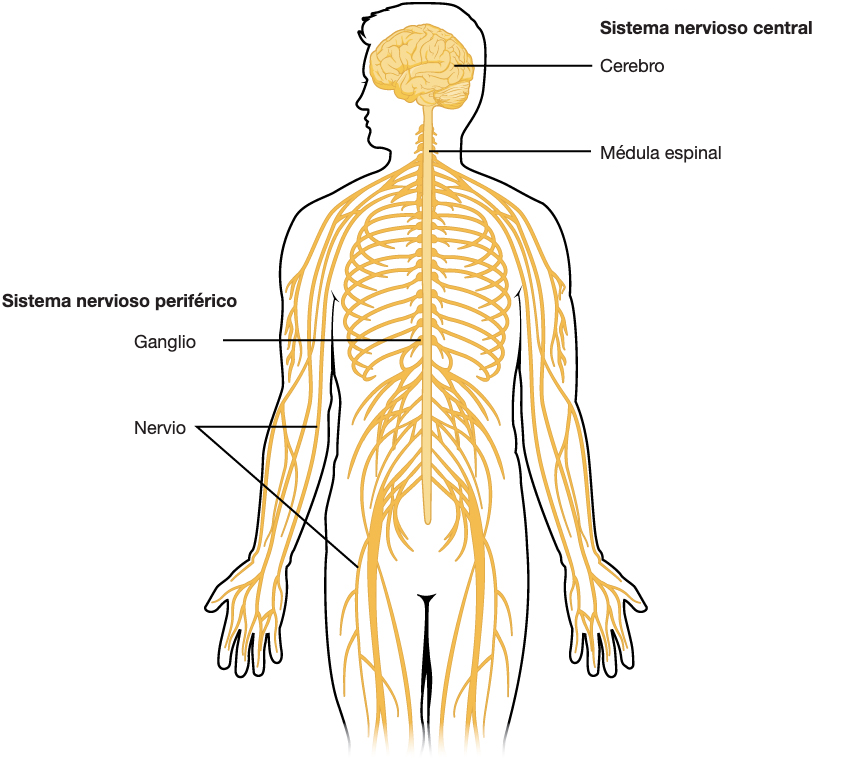 Diagrama anatómico del sistema nervioso humano: cerebro y médula espinal como sistema nervioso central, y la red de nervios que recorre todo el cuerpo como sistema nervioso periférico.