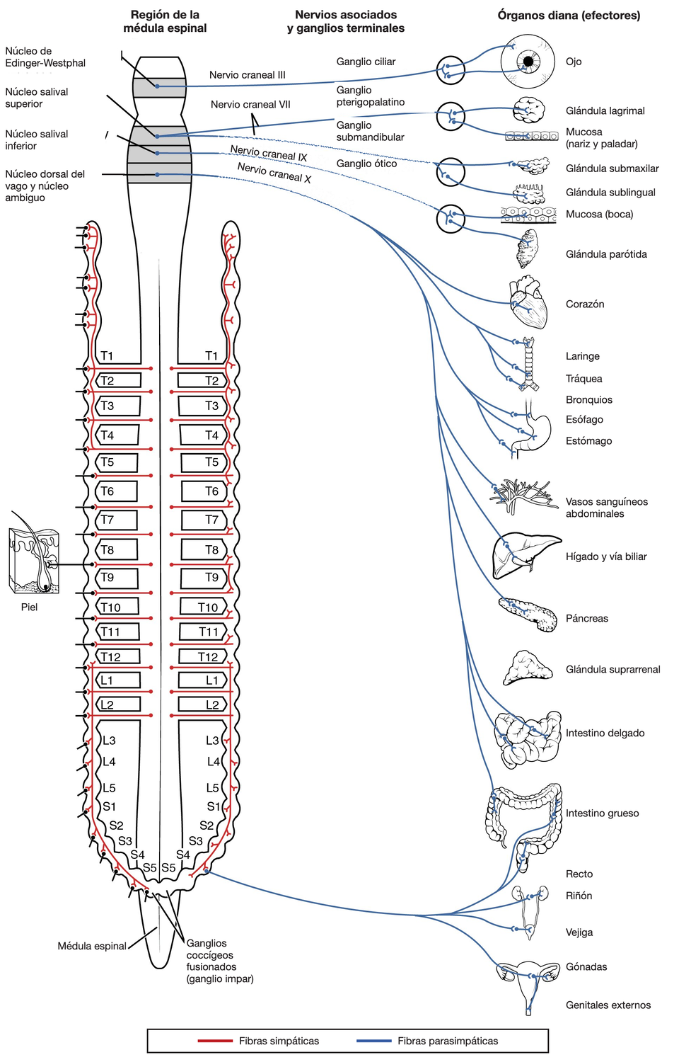 Diagrama de las conexiones del sistema nervioso parasimpático, mostrando el nervio vago descendiendo desde el tronco encefálico hacia corazón, pulmones y órganos digestivos.