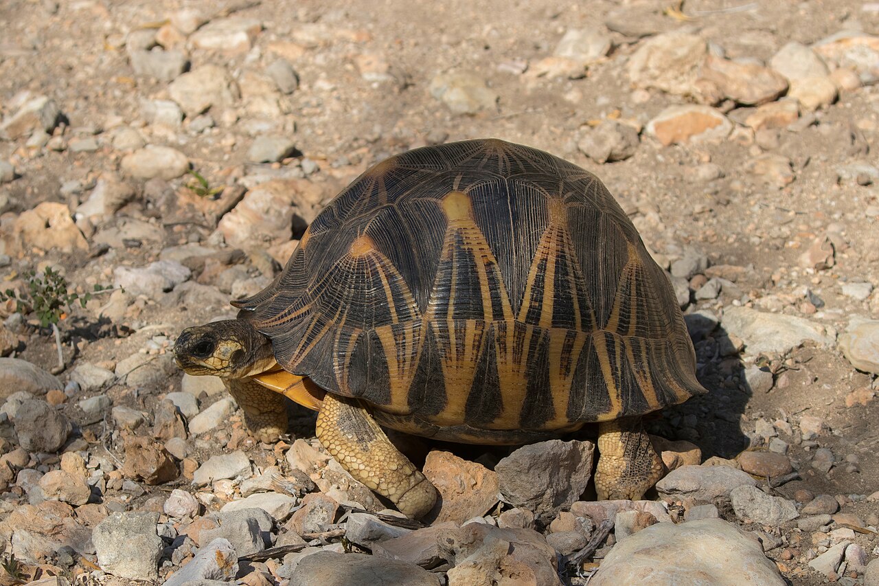 Fotografía de una tortuga radiada (Astrochelys radiata) con su caparazón estrellado, las patas y la cabeza recogidas hacia el cuerpo.