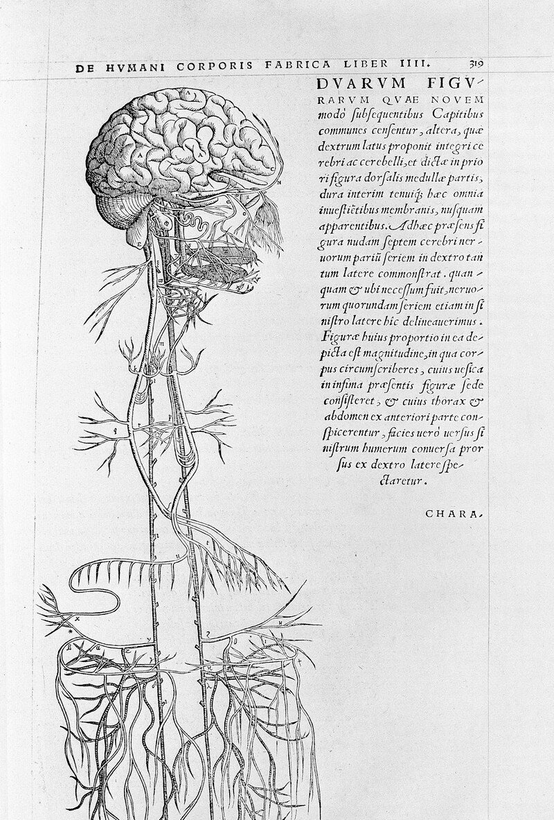 Grabado anatómico antiguo del cerebro y el sistema nervioso descendiendo por el cuerpo.