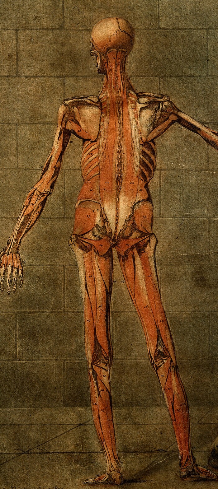 Todo está conectado: la red que da forma a tu cuerpo